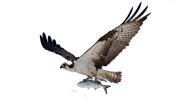 osprey_1d